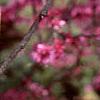 Cercis canadensis, flowers
