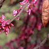 Cercis canadensis, flowers
