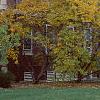Cercis canadensis, fall color
