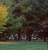 Cercis canadensis, fall color
