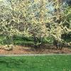 Cercis canadensis 'Alba', habit