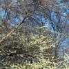Cercis canadensis 'Alba', habit