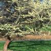 Cercis canadensis 'Alba', habit