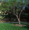 Cercis canadensis 'Alba', habit