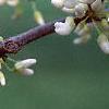 Cercis canadensis 'Alba', flowers