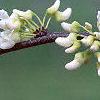 Cercis canadensis 'Alba', flowers