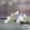 Cercis canadensis 'Alba', flowers