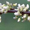 Cercis canadensis 'Alba', flowers