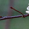 Cercis canadensis 'Alba', flowers