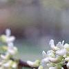 Cercis canadensis 'Alba', flowers