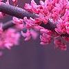 Cercis canadensis 'Appalachian Red', flowers