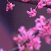 Cercis canadensis 'Appalachian Red', flowers