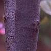 Cercis canadensis 'Appalachian Red', flowers