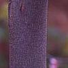 Cercis canadensis 'Appalachian Red', flowers