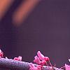 Cercis canadensis 'Appalachian Red', flowers