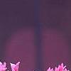 Cercis canadensis 'Appalachian Red', flowers