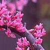 Cercis canadensis 'Appalachian Red', flowers