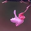 Cercis canadensis 'Appalachian Red', flowers