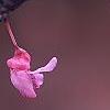 Cercis canadensis 'Appalachian Red', flowers