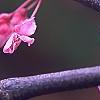 Cercis canadensis 'Appalachian Red', flowers