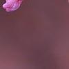 Cercis canadensis 'Appalachian Red', flowers