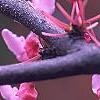 Cercis canadensis 'Appalachian Red', flowers