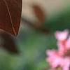 Cercis canadensis 'Forest Pansy', leaves