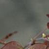 Cercis canadensis 'Forest Pansy', leaves