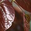 Cercis canadensis 'Forest Pansy', leaves