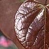 Cercis canadensis 'Forest Pansy', leaves