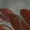 Cercis canadensis 'Forest Pansy', leaves