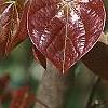 Cercis canadensis 'Forest Pansy', leaves