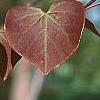 Cercis canadensis 'Forest Pansy', leaves
