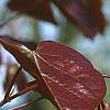 Cercis canadensis 'Forest Pansy', leaves