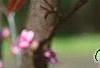 Cercis canadensis 'Forest Pansy', leaves