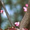 Cercis canadensis 'Forest Pansy', leaves