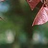 Cercis canadensis 'Forest Pansy', leaves