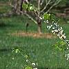 Cercis canadensis 'Royal White', habit