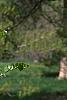 Cercis canadensis 'Royal White', habit