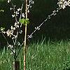 Cercis canadensis 'Royal White', habit