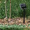 Cercis canadensis 'Royal White', habit