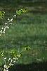 Cercis canadensis 'Royal White', habit