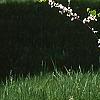 Cercis canadensis 'Royal White', habit