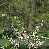 Cercis canadensis 'Royal White', habit