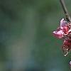 Cercis canadensis 'Tennessee Pink', flowers