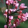 Cercis canadensis 'Tennessee Pink', flowers
