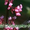 Cercis canadensis 'Tennessee Pink', flowers