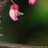 Cercis canadensis 'Tennessee Pink', flowers