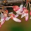 Cercis canadensis 'Tennessee Pink', flowers