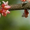Cercis canadensis 'Tennessee Pink', flowers